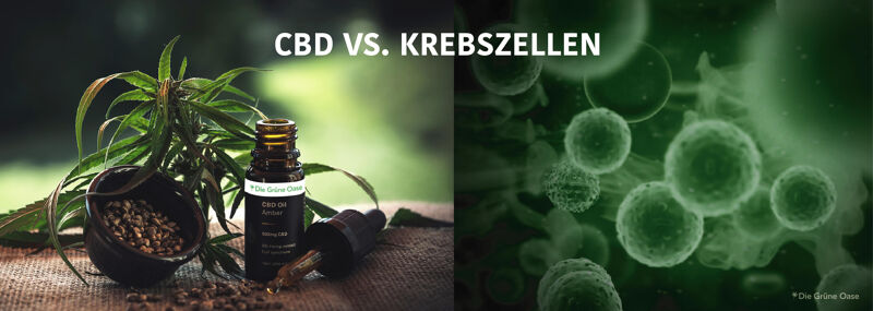 CBD Öl gegen Krebszellen